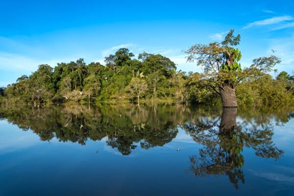 Amazon Rainforest